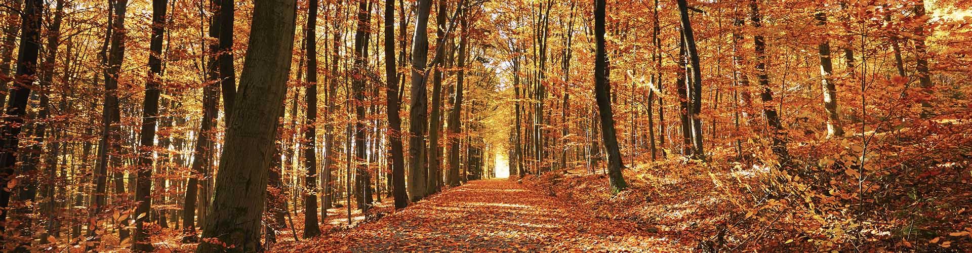 Seguro de Decesos RGAAsistencia Familiar - Bosque con camino en estación de otoño
